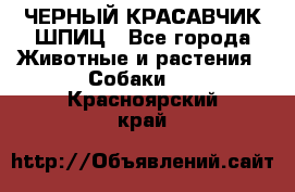 ЧЕРНЫЙ КРАСАВЧИК ШПИЦ - Все города Животные и растения » Собаки   . Красноярский край